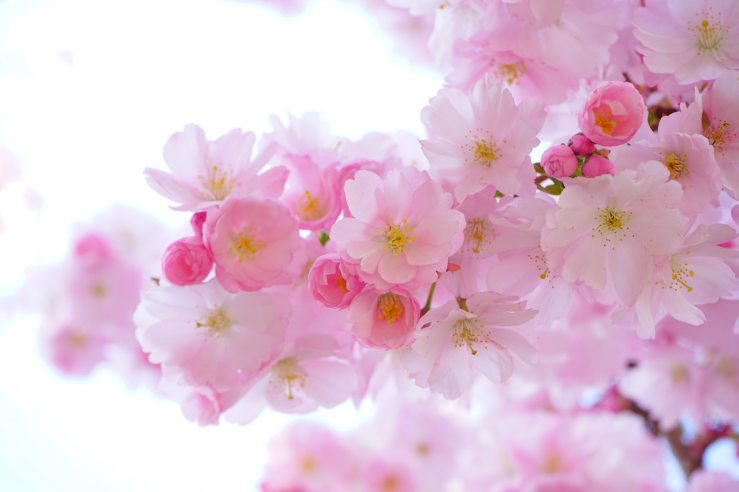 japanese-cherry-trees-flowers-spring-japanese-flowering-cherry-54630.jpeg